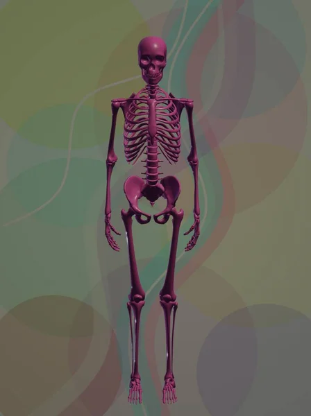 human skeleton with skull