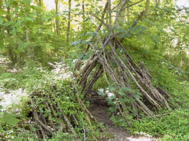 Tented branches in dappled sunlight, Friston Forest, East Sussex, UK - June 2022