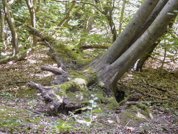 Uprooted tree with sapling in foreground, Friston Forest, East Sussex, UK - July 2022