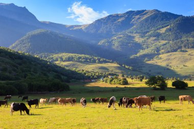 İnekler otlatma ile dağ otlak