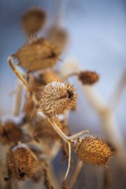 kış zamanında kuru ot