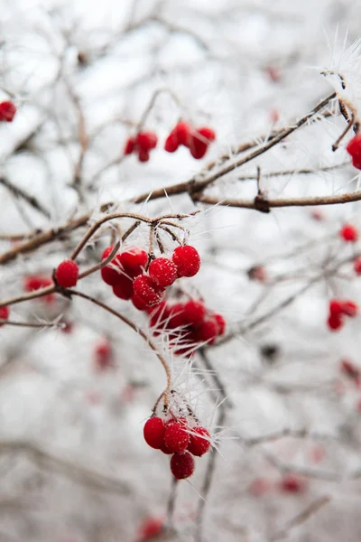 霜で覆われたローズヒップ枝 — ストック写真