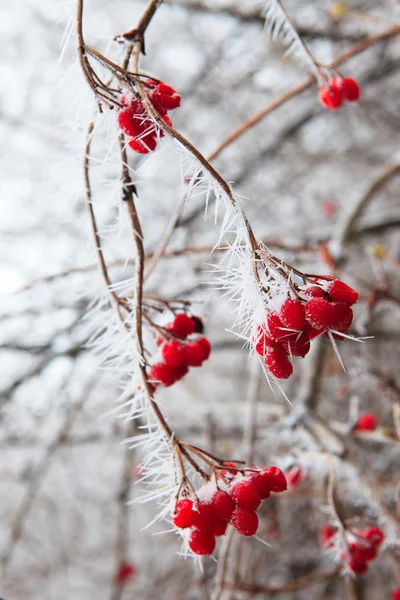 Nypon grenar täckta med rimfrost — Stockfoto