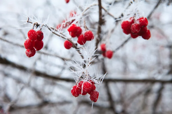 Nypon grenar täckta med rimfrost — Stockfoto