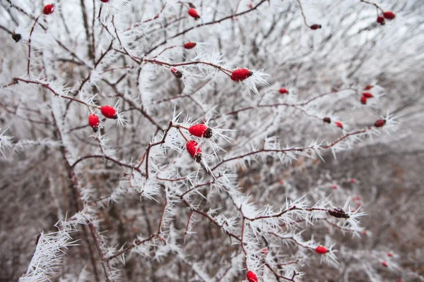 Rosehip branches covered with hoarfrost — Stock Photo, Image