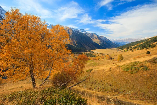 Ensam hösten träd i bergen — Stockfoto