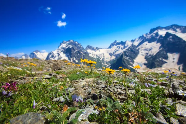 Flores amarillas en las montañas — Foto de Stock