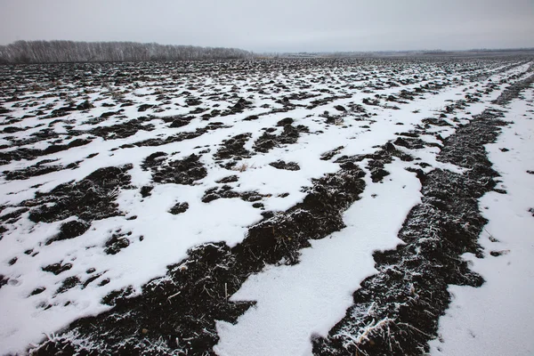 Vinter på fältet — Stockfoto