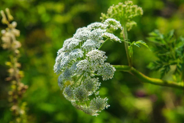 Raksasa Hogweed tumbuh di alam liar — Stok Foto