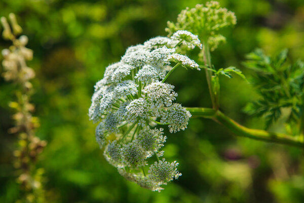 Giant Hogweed growing in a wild