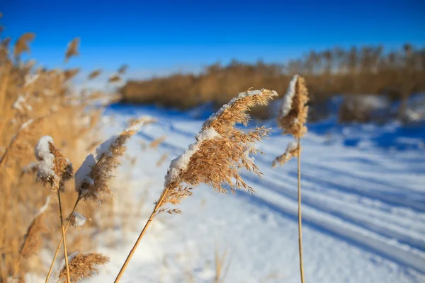 Сухая трава в зимнее время — стоковое фото