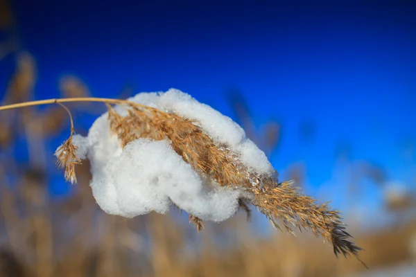 Сухая трава в зимнее время — стоковое фото