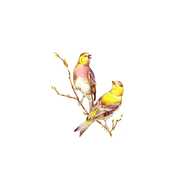 La coppia di uccelli . — Foto Stock