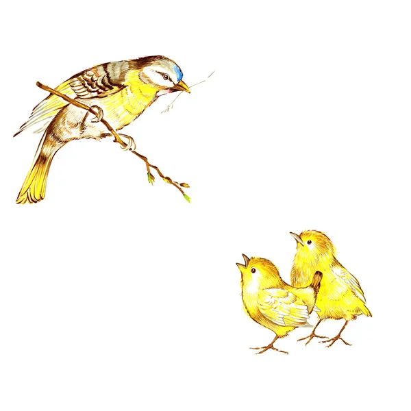 Bird and nestlings. — Stock Photo, Image