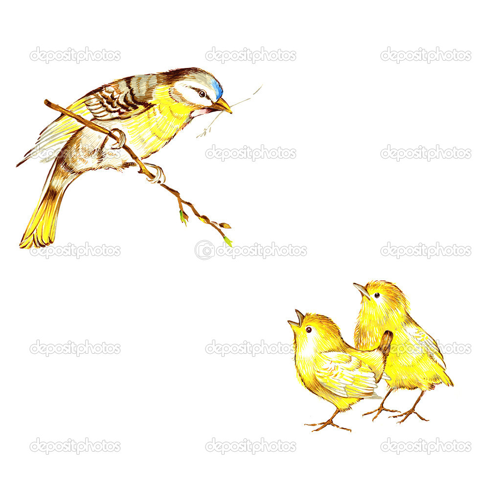 Oiseaux Et Oisillons Photographie Irsenkh 43666549