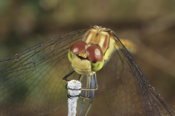 Dragonfly — Stock Photo, Image