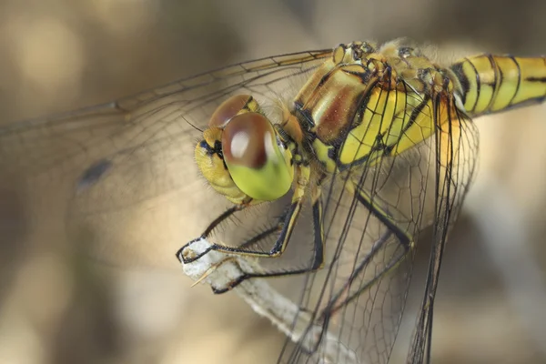 Dragonfly — Stock Photo, Image