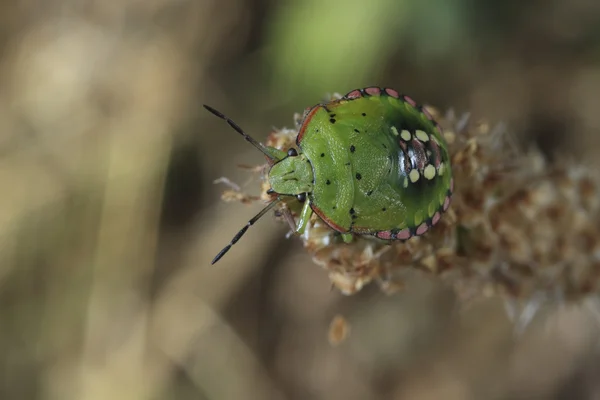 Zöld vándorpoloska vagy stinkbug — Stock Fotó