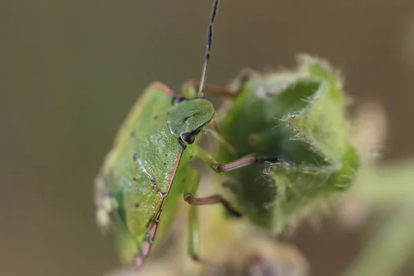 Nezara viridula eller skinnbagge — Stockfoto