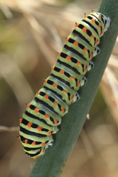 Caterpillar of butterfly - Machaon — Stock Photo, Image