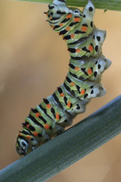 Larv av fjäril - machaon — Stockfoto