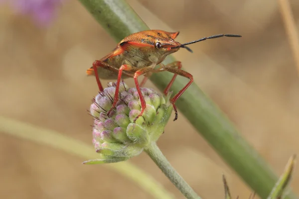 Nezara viridula or stinkbug — Stock Photo, Image