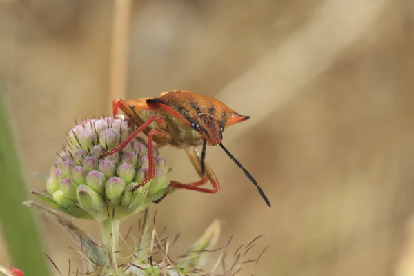 Nezara viridula nebo stinkbug — Stock fotografie