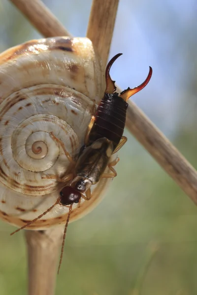 Earwig — Stock fotografie