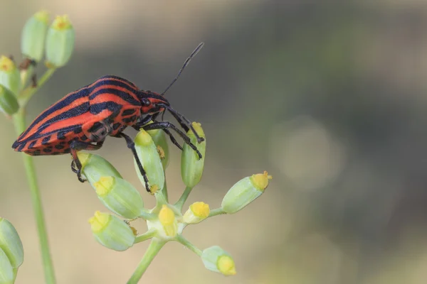 昆虫 - 島根県 italicum — ストック写真