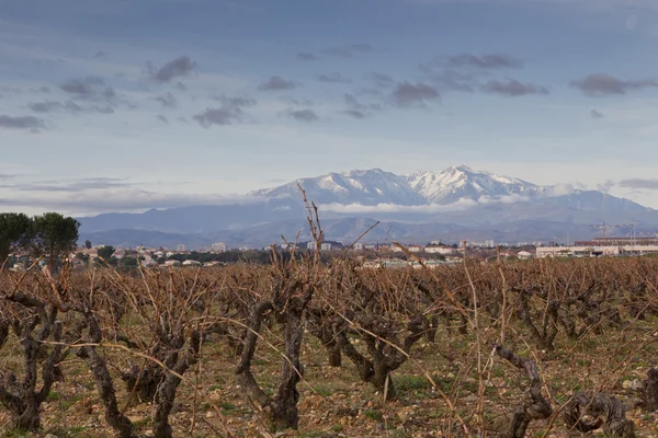 Hegyvidéki táj és a szőlő - Franciaország — Stock Fotó