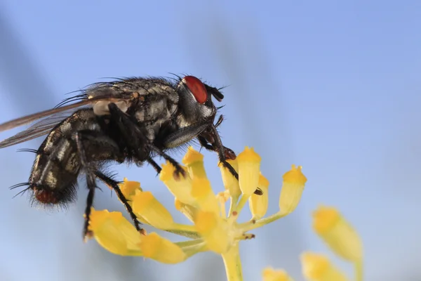 Diptera - Sarcophagidae — Stockfoto