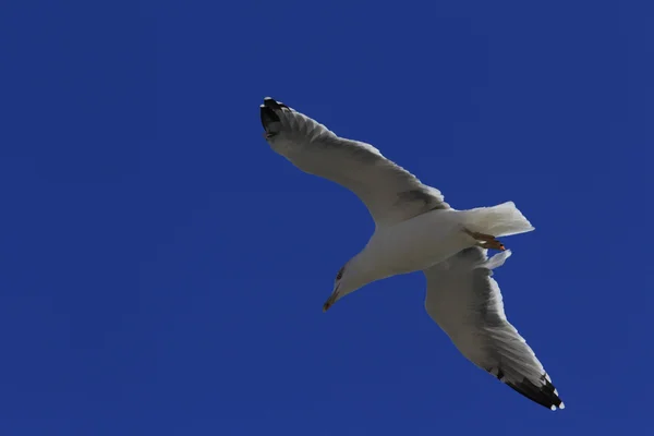 Gull in the blue sky — Stock Photo, Image