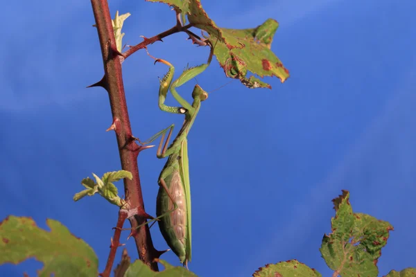 Praying mantis — Stock Photo, Image