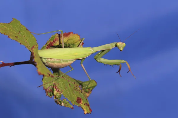 Praying mantis — Stock Photo, Image