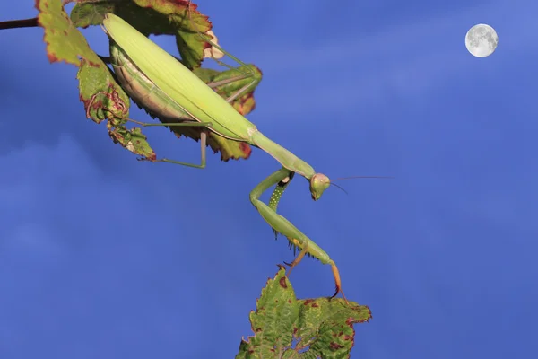 Praying mantis and moon — Stock Photo, Image