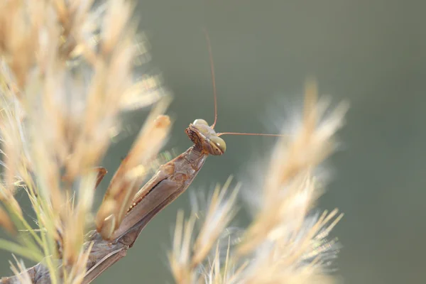 Praying Mantis — Stockfoto