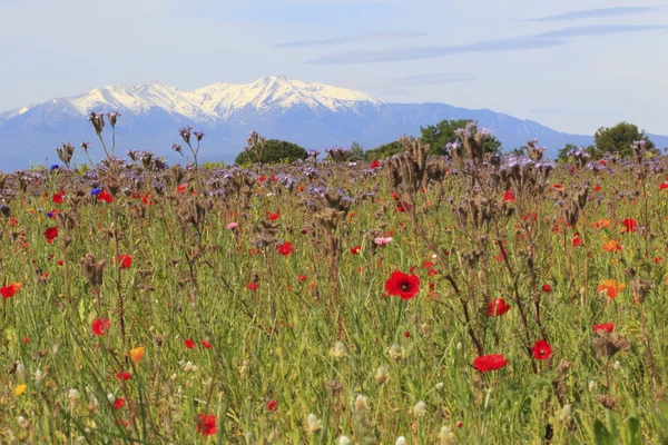 Canigou ve çiçekler — Stok fotoğraf