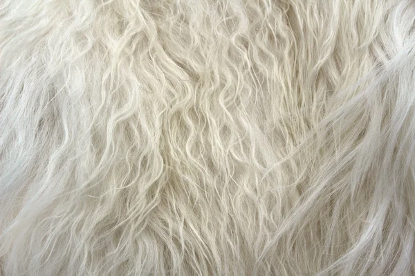 White fur — Stock Photo, Image