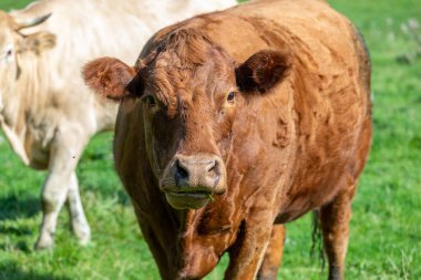 Koyu kahverengi bir ineğin geviş getirmesini. Yeşil çimenler ve arka plan.