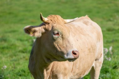 Almanya 'da sinekleri olan bir ineğin başına yakın çekim.