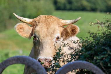 Almanya 'da sinekleri olan bir ineğin başına yakın çekim.