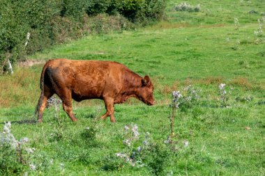 Almanya 'da yeşil bir tarlada kahverengi bir inek vuruldu 