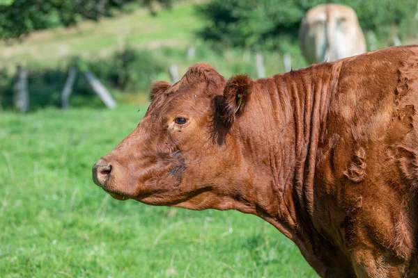 A brown cow side shot in a green field in Germany