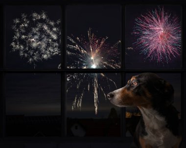 Köpek pencereden dışarı bakar ve havai fişekleri izler.