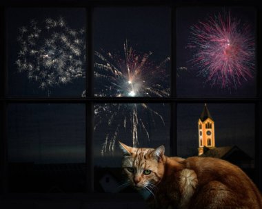 Kedi pencereden dışarı bakar ve havai fişekleri izler.