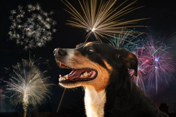 Gece gökyüzünün arka planında havai fişeklerle bir köpek