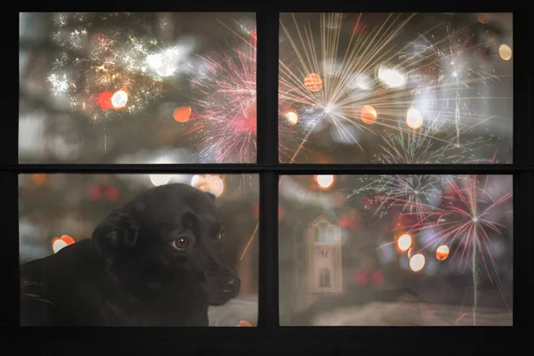 Sad puppy dog looks out the window and watching the fireworks,