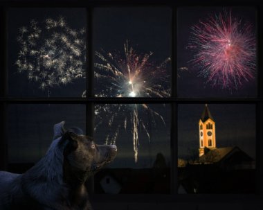Köpek pencereden dışarı bakar ve havai fişekleri izler.