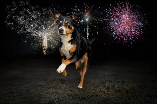 Happy new year dog running fireworks background