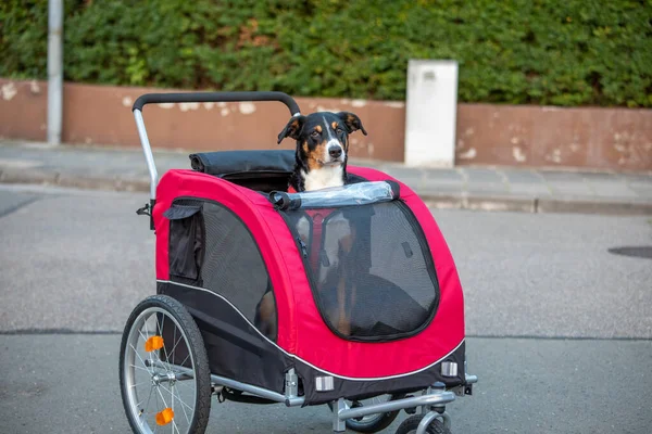Dog sitting in bicycle trailer, appenzeller sennenhund
